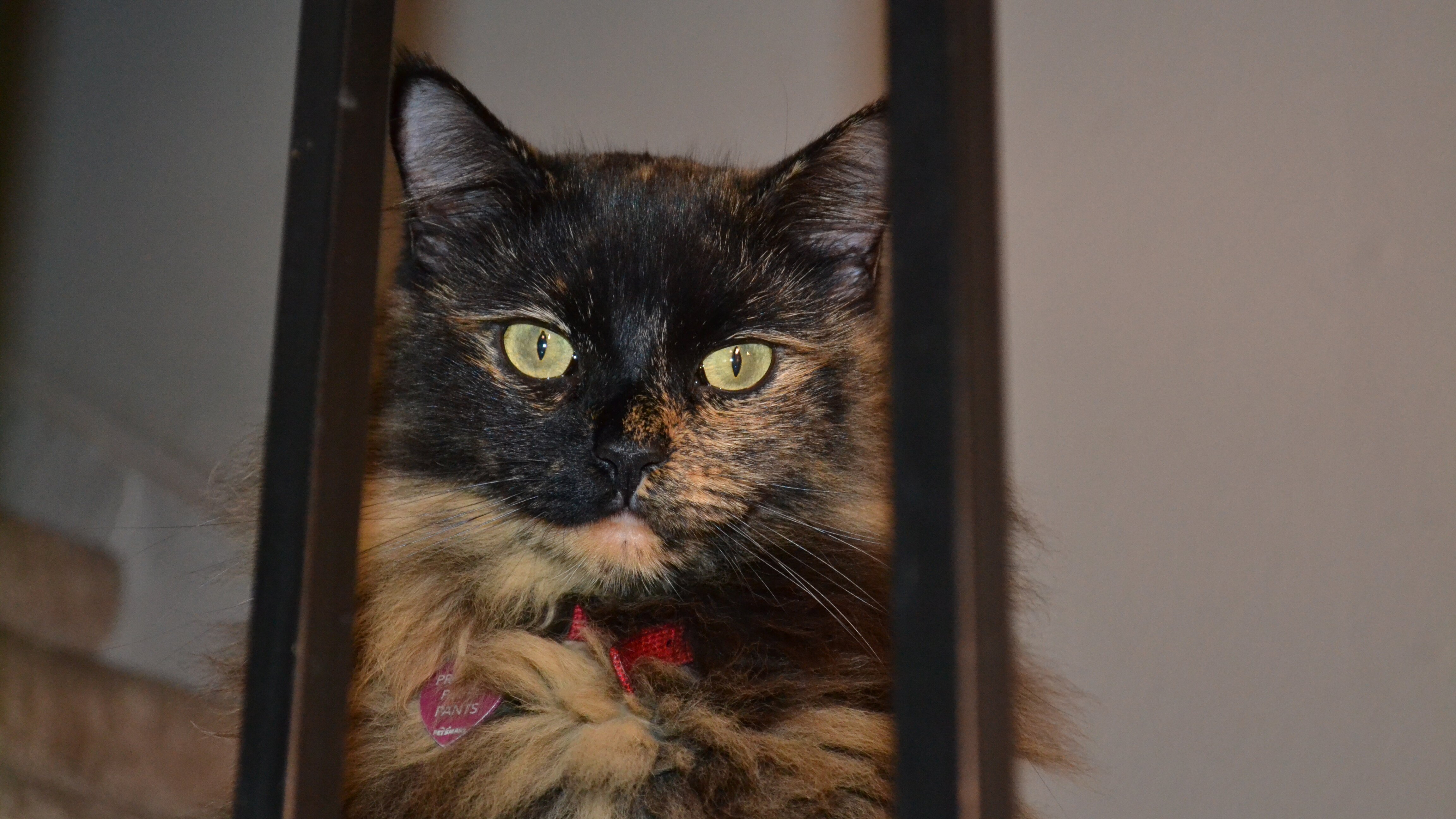 Der Katzenflüsterer