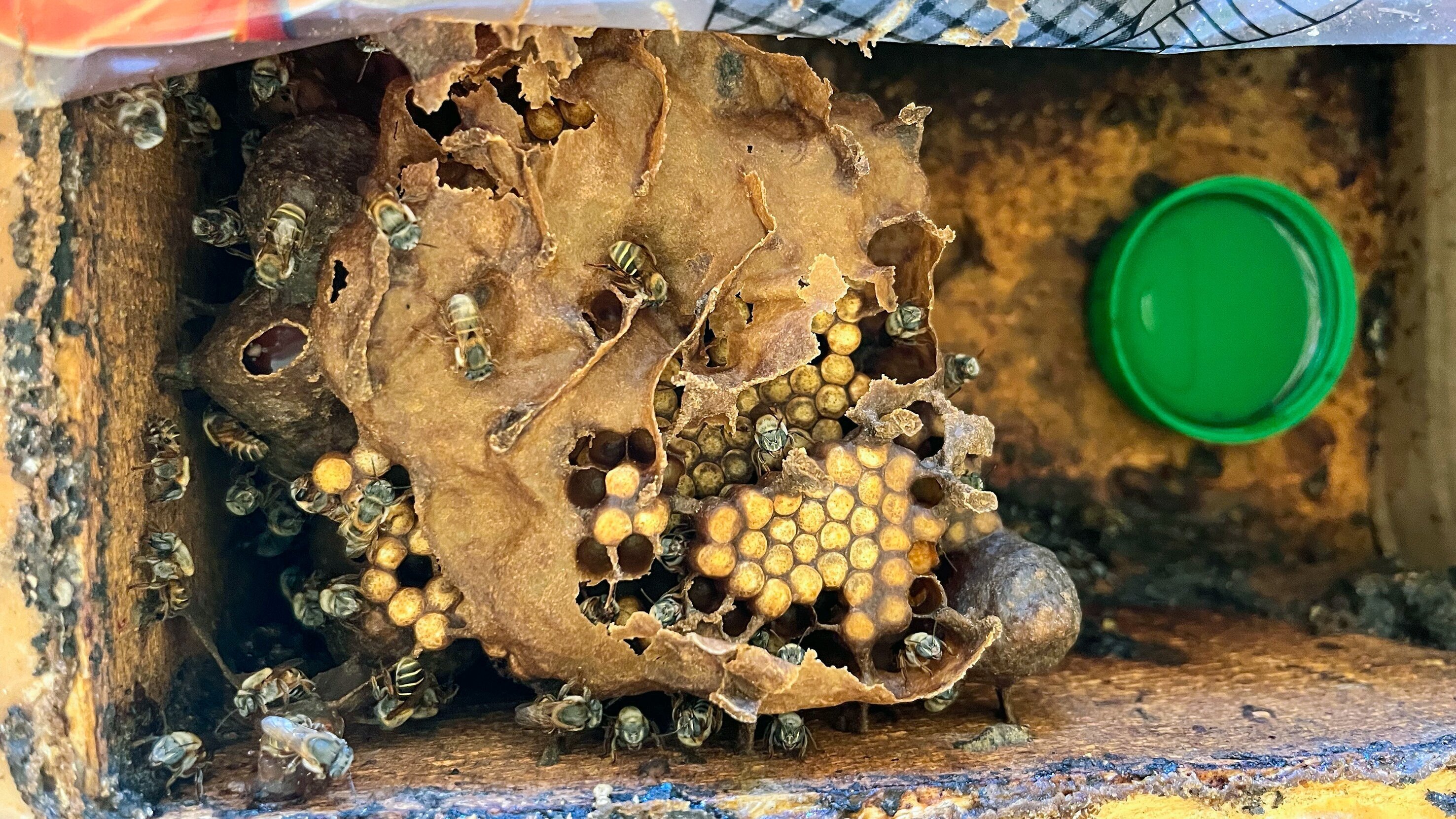 Die Honigfrauen von Yucatán – Las damas de la miel