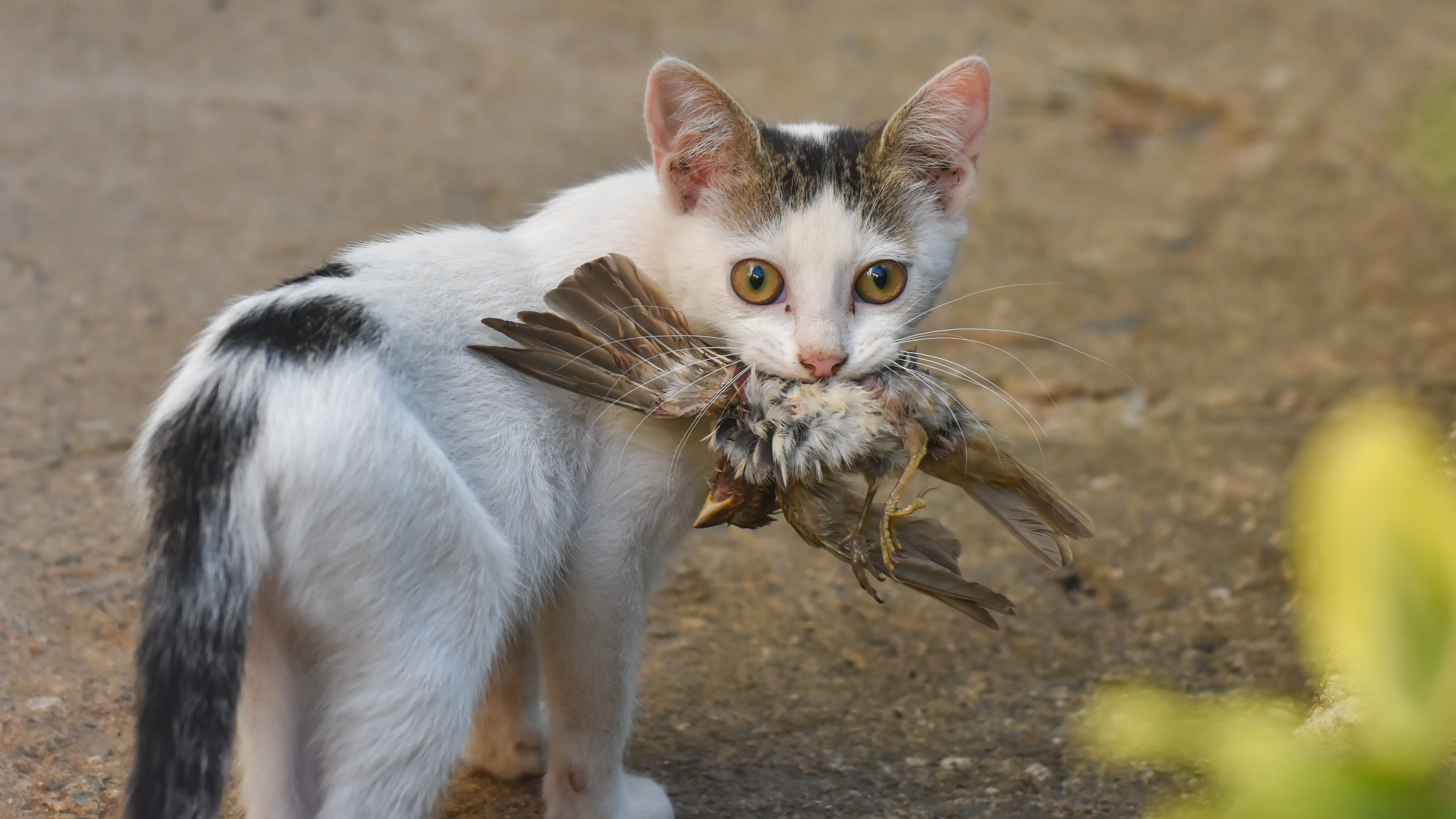 Re: Jagd auf Katzen?