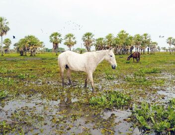 Le Paraguay sauvage