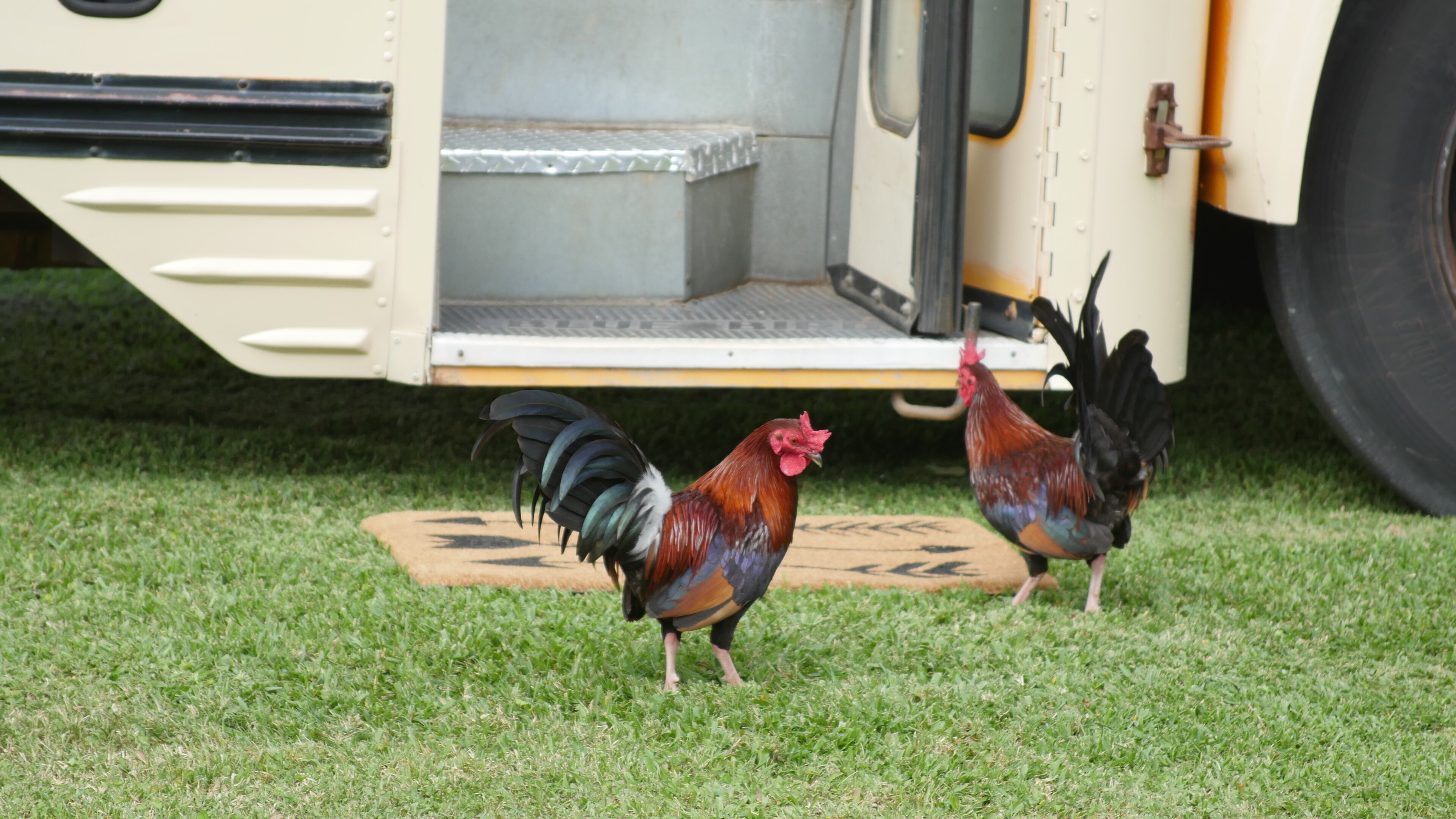 Tiny House, Big Living