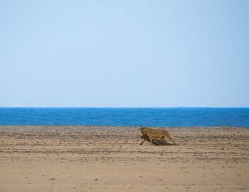 Les lionnes de Namibie : Reines de la côte des Squelettes