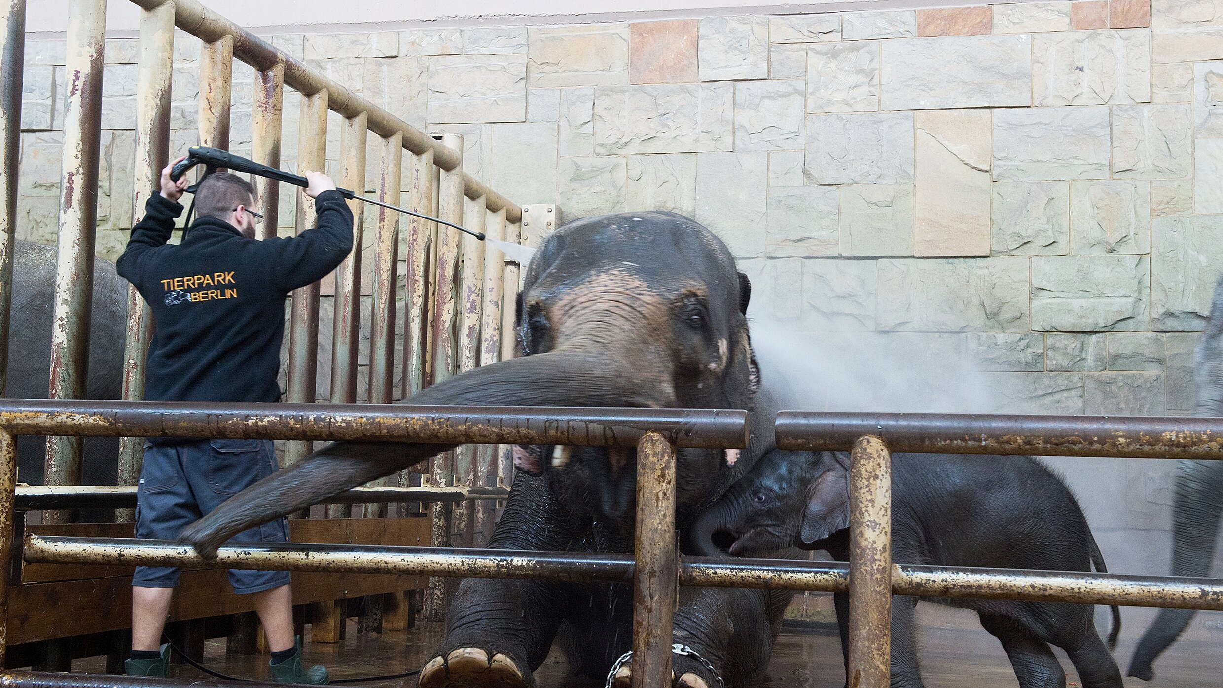 Panda, Gorilla & Co.