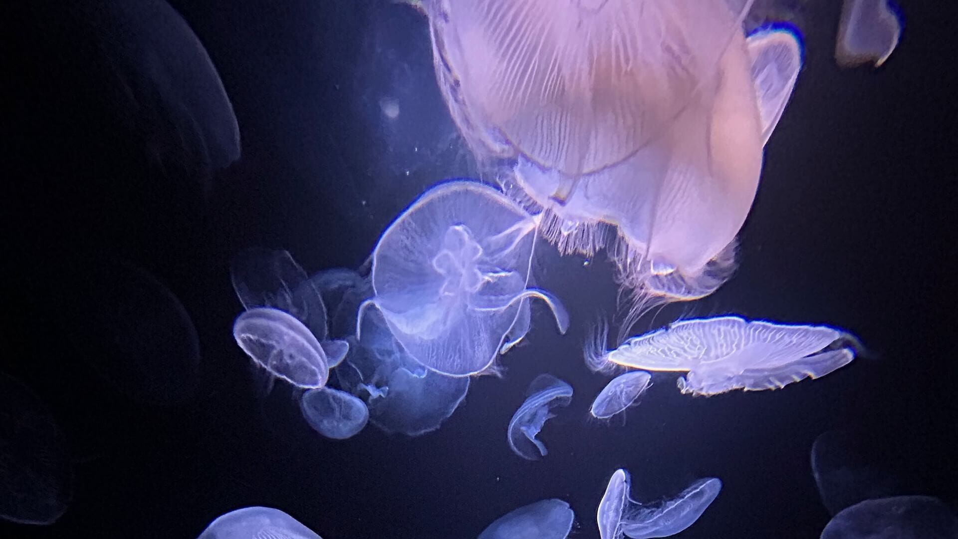 Quallen – Hirnlos aber Oho