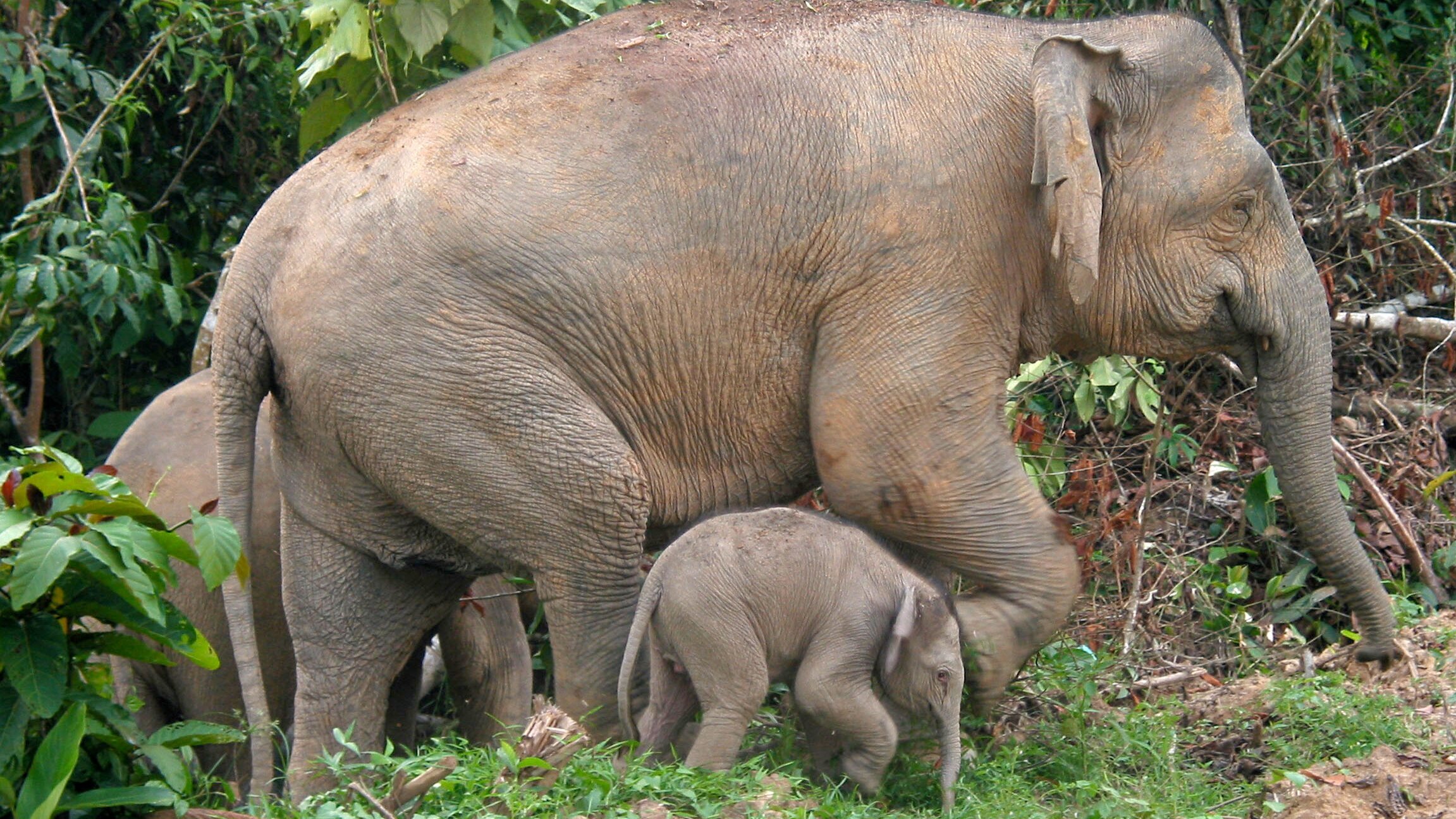 Borneos Zwergelefanten