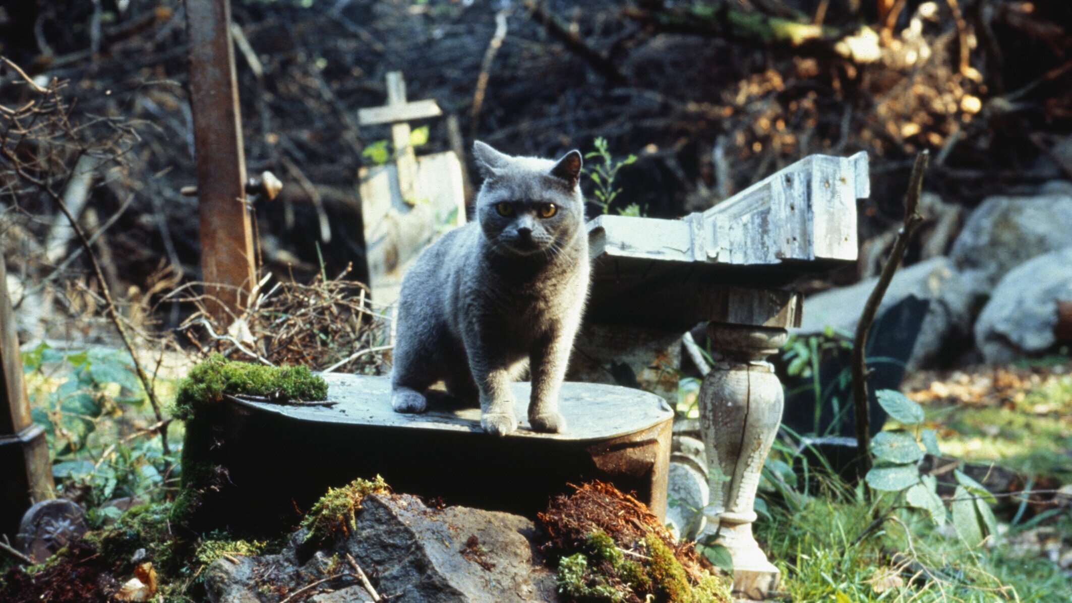 Friedhof der Kuscheltiere