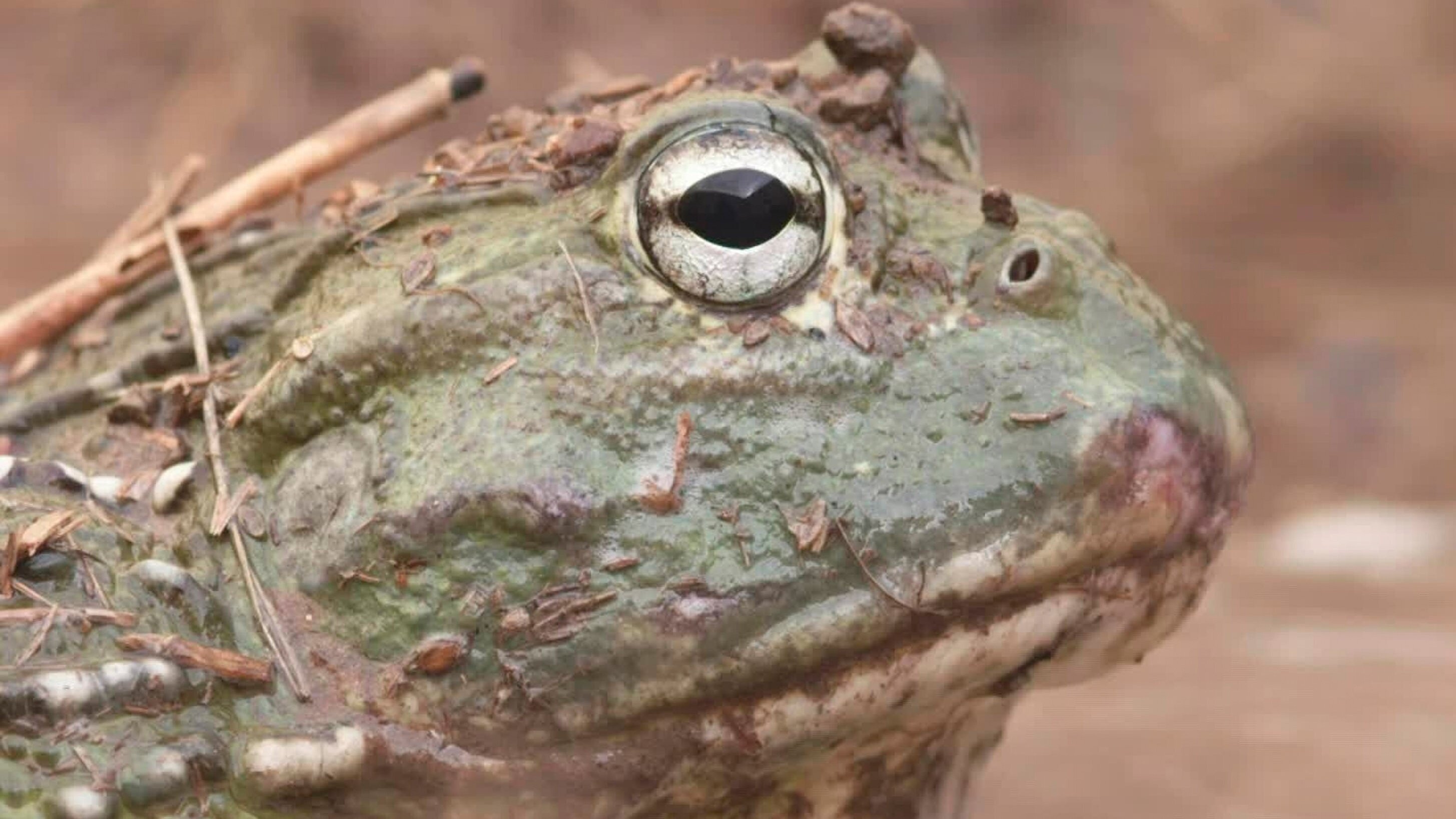 Die wilden Flüsse Afrikas