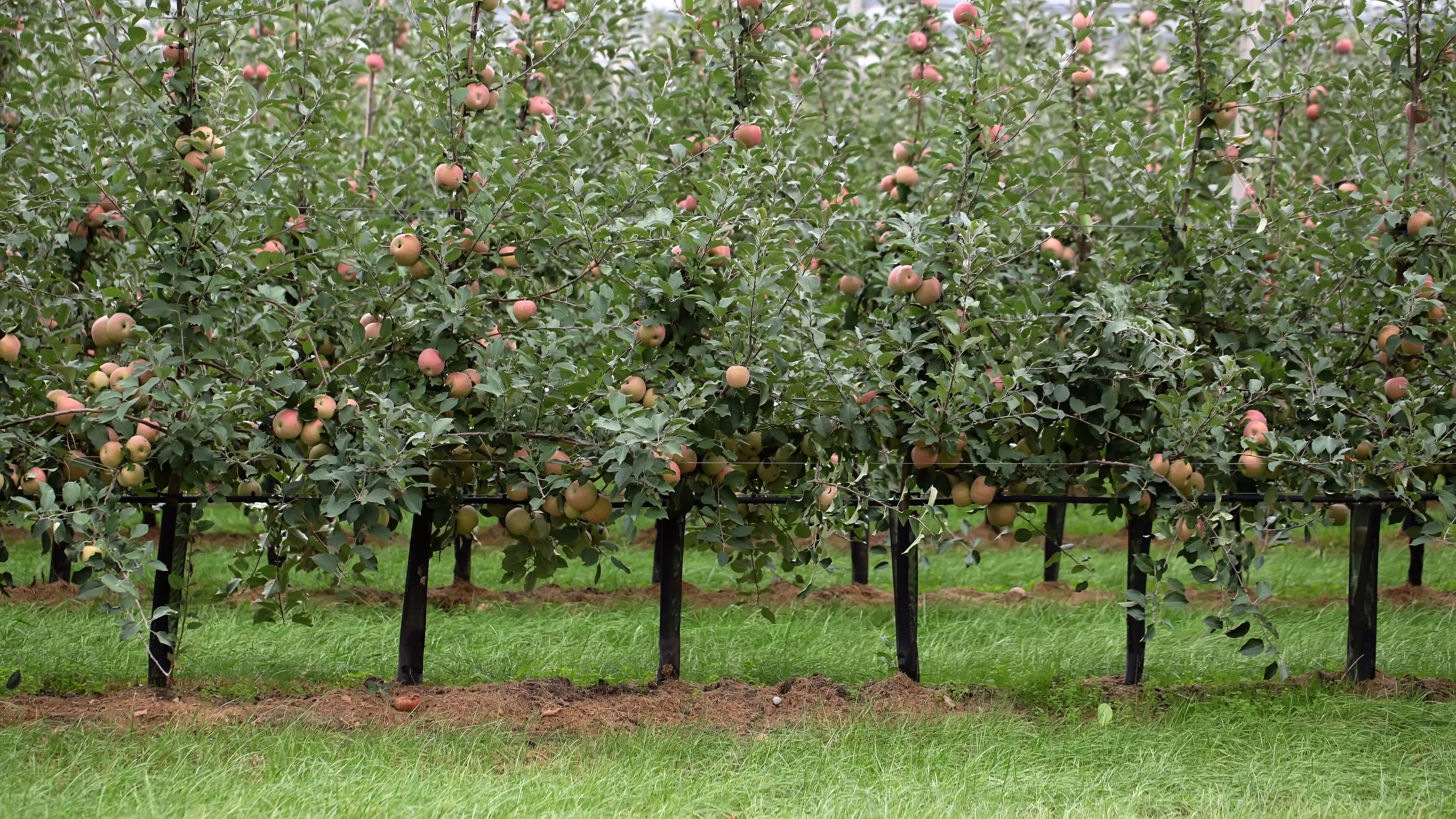 Schnittgut. Alles aus dem Garten
