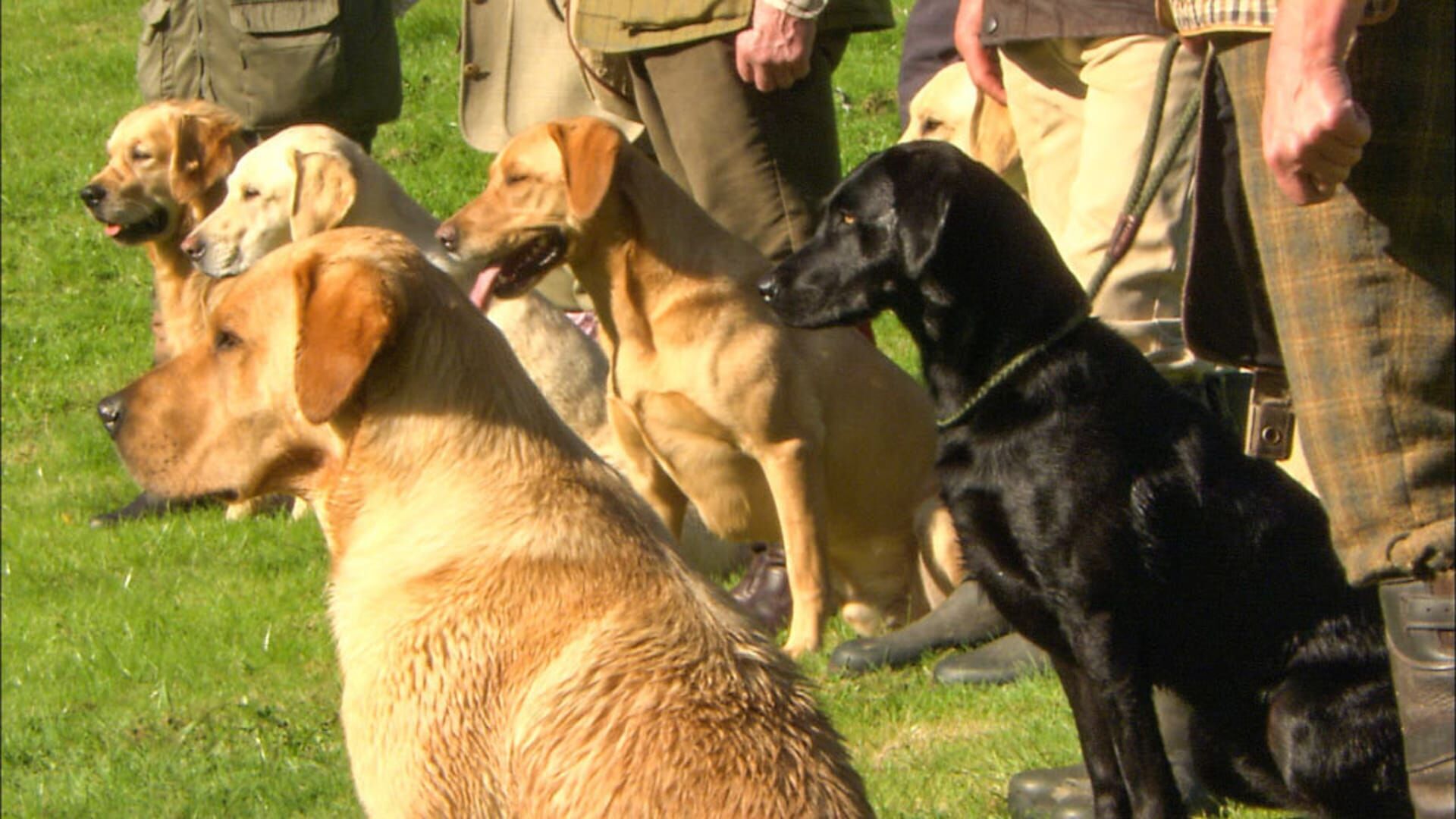 Jagdkumpane – Wie der Hund auf den Menschen kam