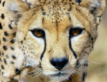 Serengeti