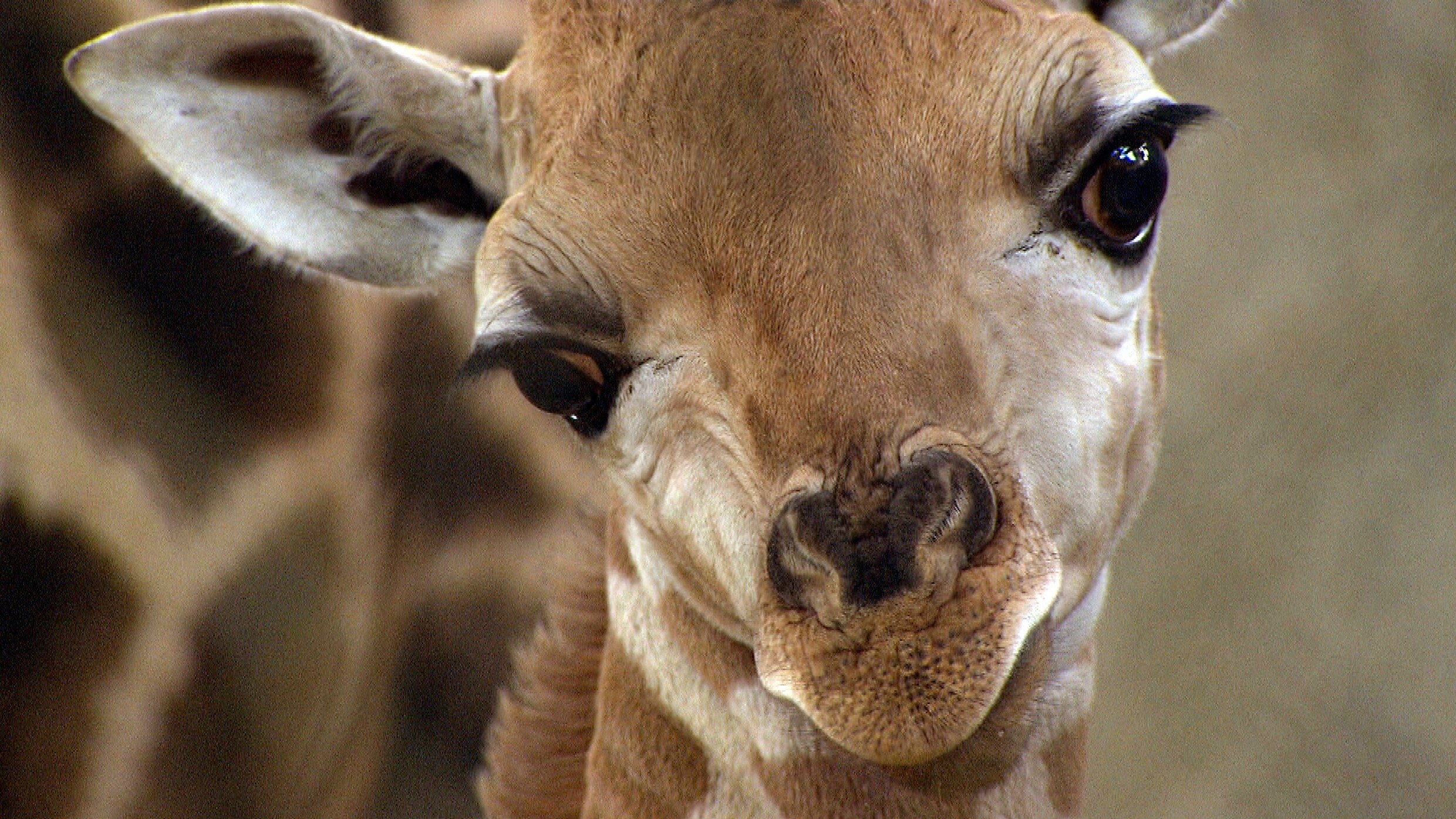 Leopard, Seebär & Co.