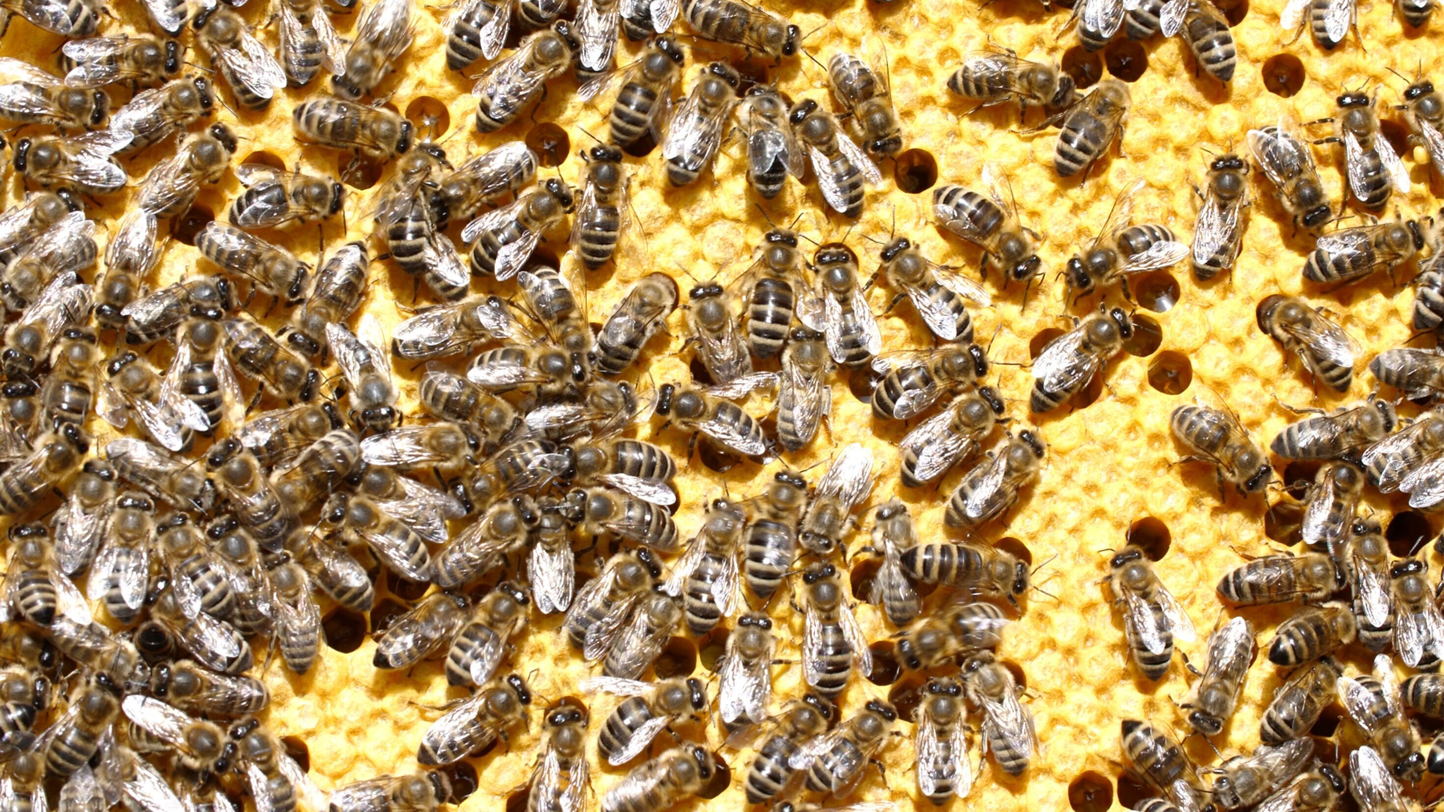 Schnellflug durchs Bienenjahr