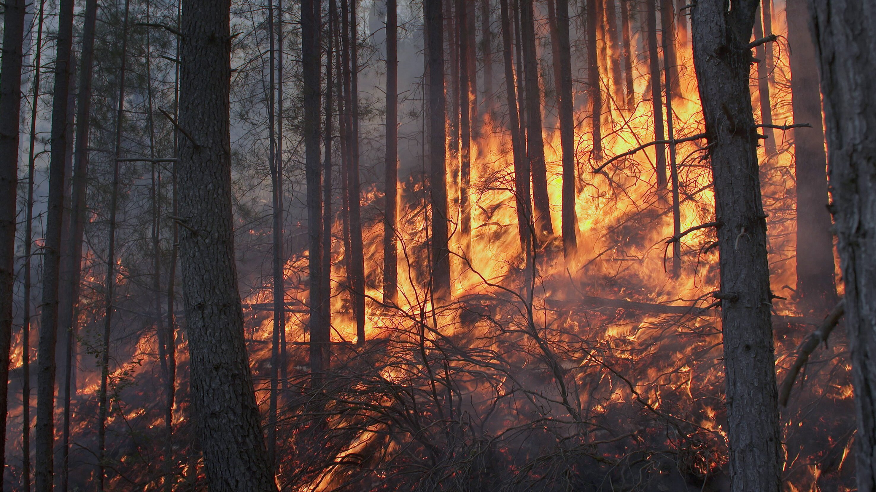 Geliebtes Korsika: Kampf gegen das Feuer