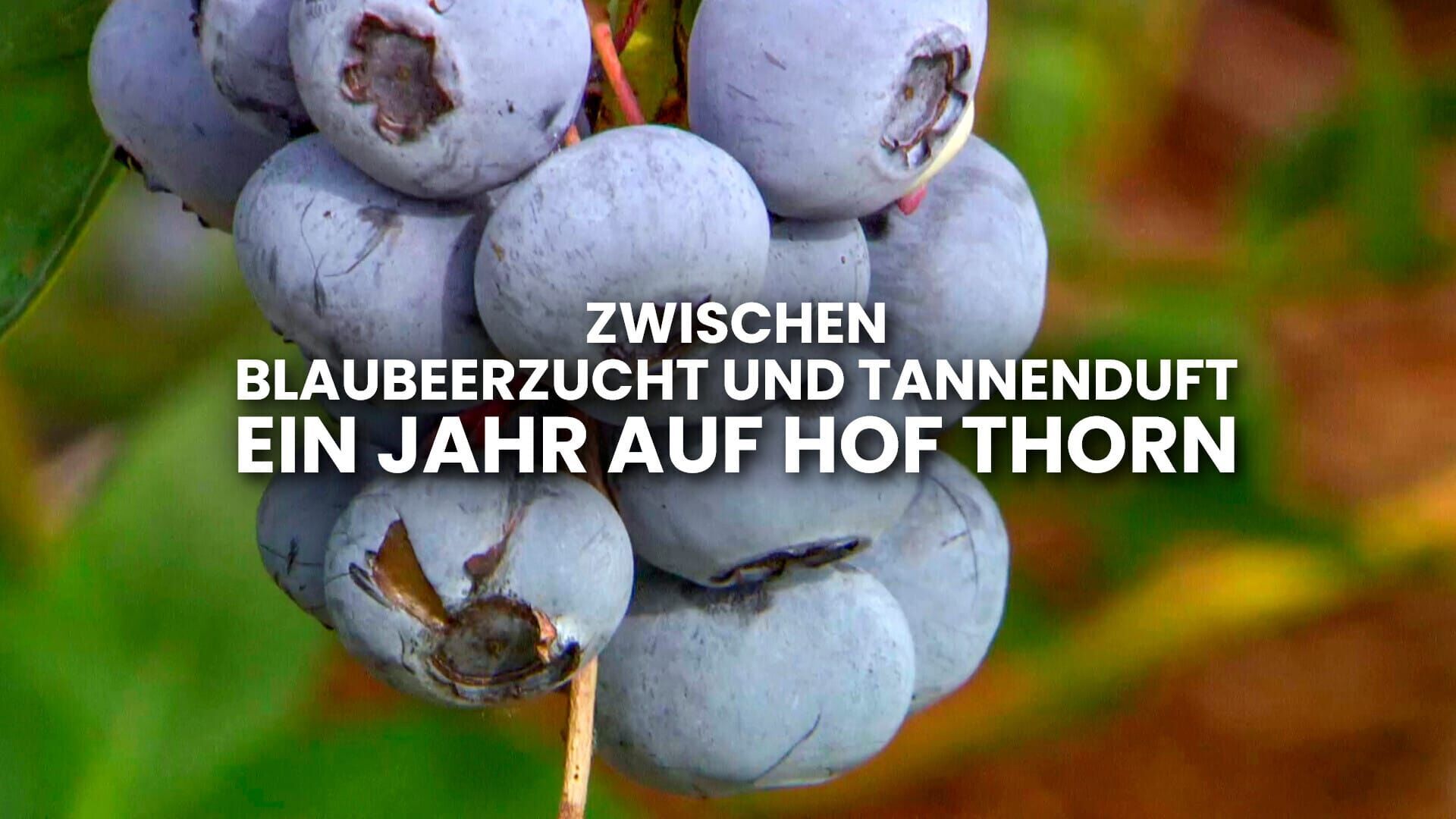 Zwischen Blaubeerzucht und Tannenduft