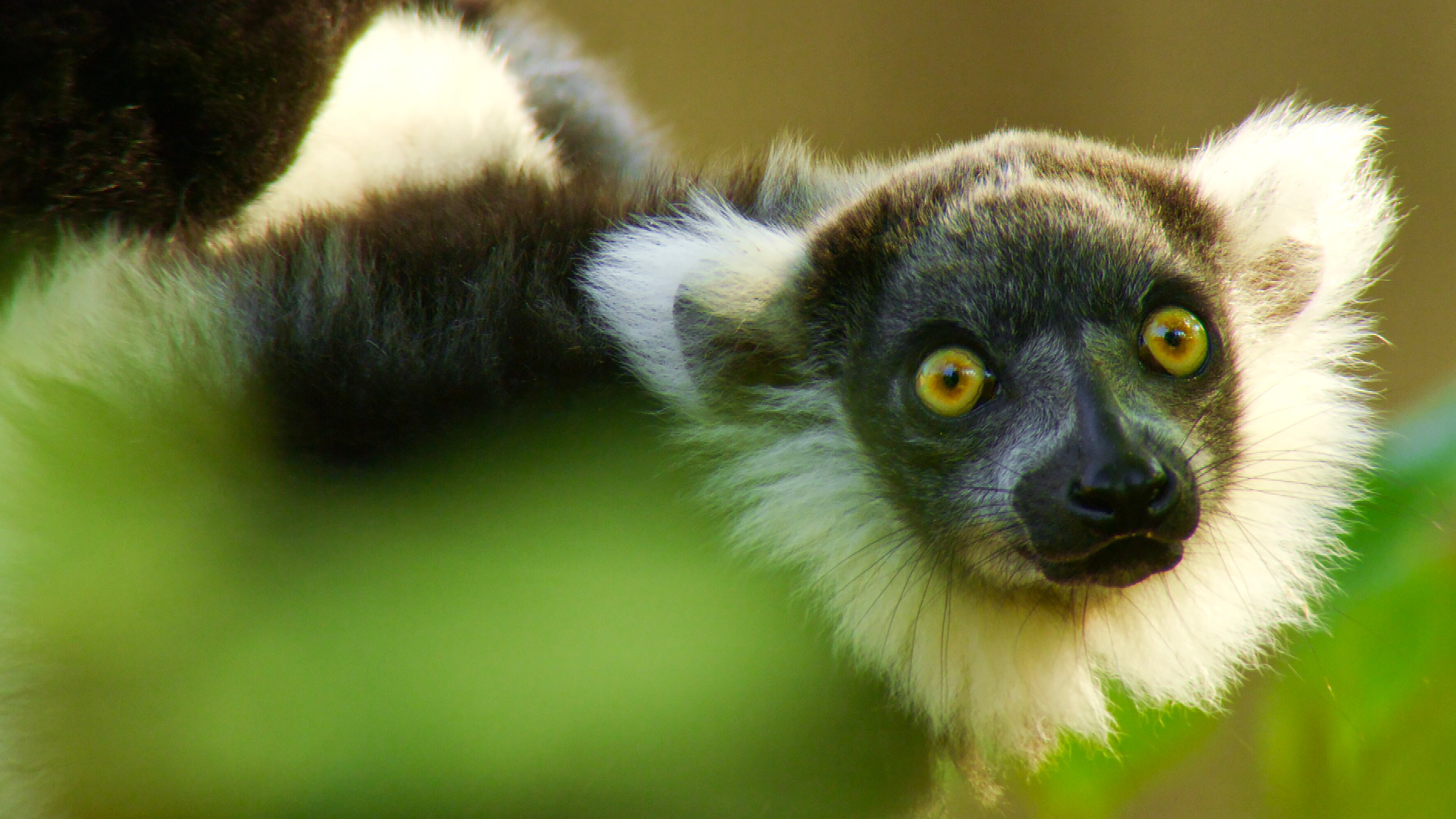Die wilden 12 – Unsere Zoos im Westen